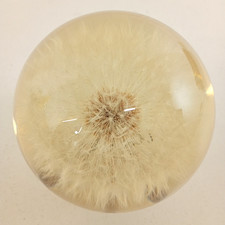 Hafod grange 6cm for sale Hafod grange 6cm for sale  LLANDUDNO JUNCTION