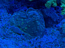 Live coral chalice for sale  Highlands