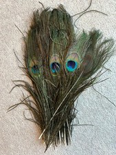 small peacock feathers craft for sale small peacock feathers craft for sale MAIDSTONE