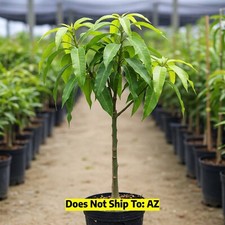 fruit tree spray for sale fruit tree spray for sale Vero Beach