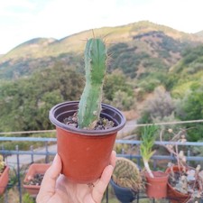 Vaso cmø echinop. usato  Barcellona Pozzo di Gotto