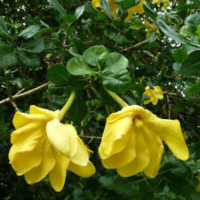 Gardenia volkensii seeds for sale  GODALMING