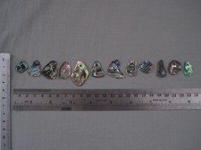 Small paua abalone for sale  TOTNES