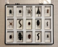 Insektensammlung schaukasten 1 gebraucht kaufen  Köln