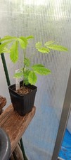 Persian silk mimosa for sale  Winter Haven