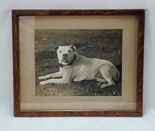 english bulldogs old for sale english bulldogs old for sale Rockfall