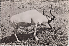 Antilope addax carte d'occasion  Saint-Malo