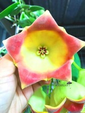 Hoya lauterbachii big d'occasion  Expédié en Belgium