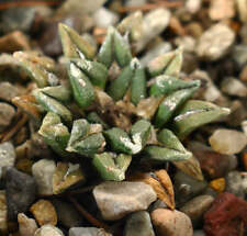 Ariocarpus kotschoubeyanus ele usato  Napoli