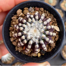 Pianta succulenta cactus usato  Spedire a Italy