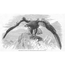 White tailed cinereous for sale  GLASGOW