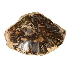Fossilized wood mcbf05 d'occasion  Expédié en Belgium