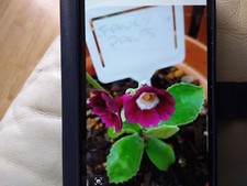Primula aricula buy for sale  LIVERSEDGE