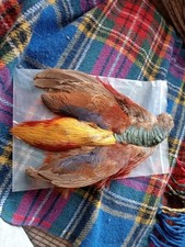 golden pheasant for sale golden pheasant for sale NEATH