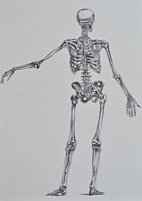 Anatomia dell uomo. usato  Carrara