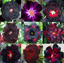 Black flower adenium for sale  MANCHESTER