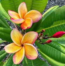 Plumeria exotic one for sale  Loxahatchee