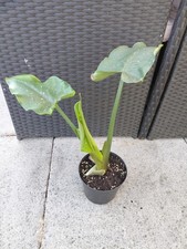 Zantedeschia hercules large for sale  ACCRINGTON