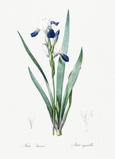 Tall bearded iris for sale  USA