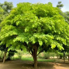 Indian curry leaf for sale  Eloy