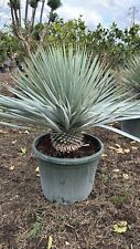 Yucca rigida vaso usato  Maddaloni