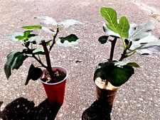 Black malta fig for sale  Jacksonville