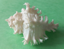 Murex chicoreus albinos d'occasion  Fréhel
