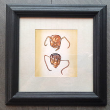 Aquarell bild heuschrecke gebraucht kaufen  Hohenwestedt