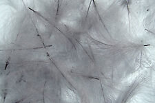 Plume cul canard d'occasion  Clermont-Ferrand-