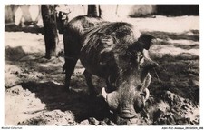 Ashp12 0748 animaux d'occasion  France