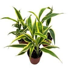 Dracaena deremensis variegated for sale  Apopka