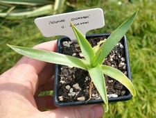 Agave ocahui ocahui for sale  DARLINGTON