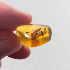 amber fossils for sale  GILLINGHAM