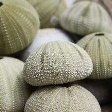 Green sea urchin for sale  ILMINSTER