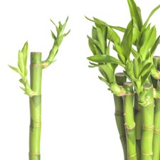 Glücksbambus lucky bamboo gebraucht kaufen  Leipzig