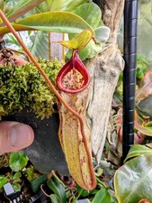 Nepenthes mcfarlanei carnivoro for sale  Herriman
