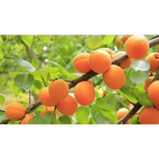 Dwarf blenheim apricot for sale  Dover