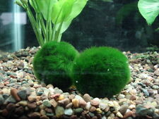 Lotto cladophora 4cm usato  Ostuni