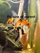 Live fish juvenile for sale  Tampa