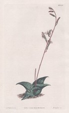 Aloe Recurva África do Sul Botânica Gravura Placa de Cobre Curtis 1353 comprar usado  Enviando para Brazil