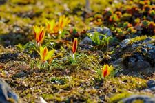 Schneekrokusse elfenkrokus kro gebraucht kaufen  Kaiserslautern