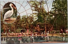 Cartão postal interior de pássaros gaiola voadora parque zoológico de Nova York cidade de Nova York comprar usado  Enviando para Brazil