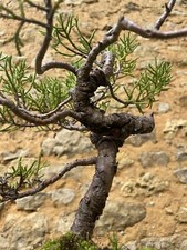 Yamadori genévrier commun d'occasion  Nogent-sur-Marne