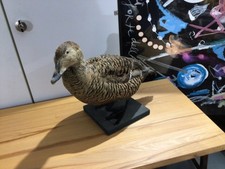 Tierpräparat vogel eiderente gebraucht kaufen  Kiel