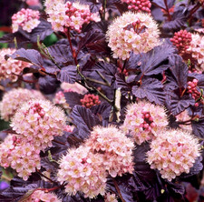 Red ninebark live for sale  Mcminnville