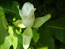 Ashe magnolie magnolia gebraucht kaufen  Tauberbischofsheim