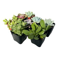 Succulent variety plants for sale  Oceanside
