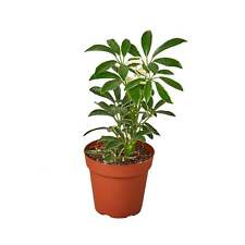 Schefflera moonlight umbrella for sale  Cedarhurst