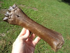 NAJWYŻSZEJ JAKOŚCI ŻUBR KOŚĆ NOGI ŚRÓDRAPA FLORIDA SKAMIENIAŁOŚCI EPOKA LODOWCOWA WYMARŁY ZĄB ROGOWY, używany na sprzedaż  Wysyłka do Poland