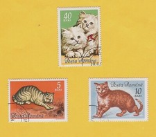 Romania gatti domestici usato  Crema
